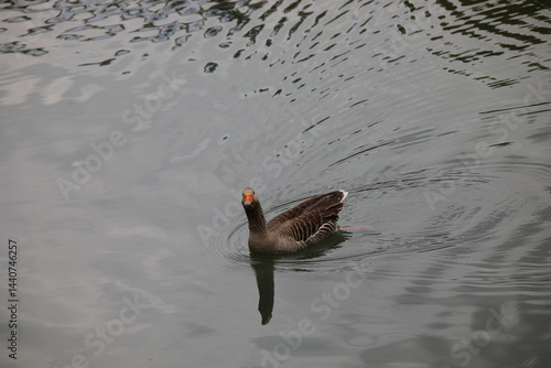 Obraz na płótnie duck looking up while swimming in the water of the pond w salonie