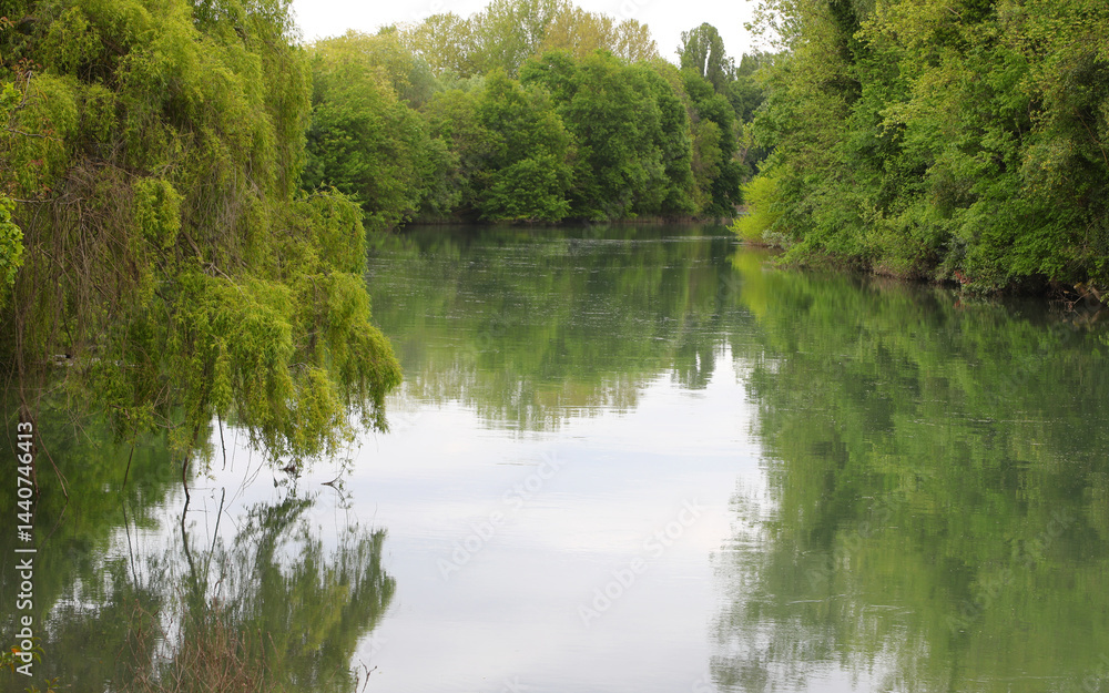 river water flowing through lush vegetation