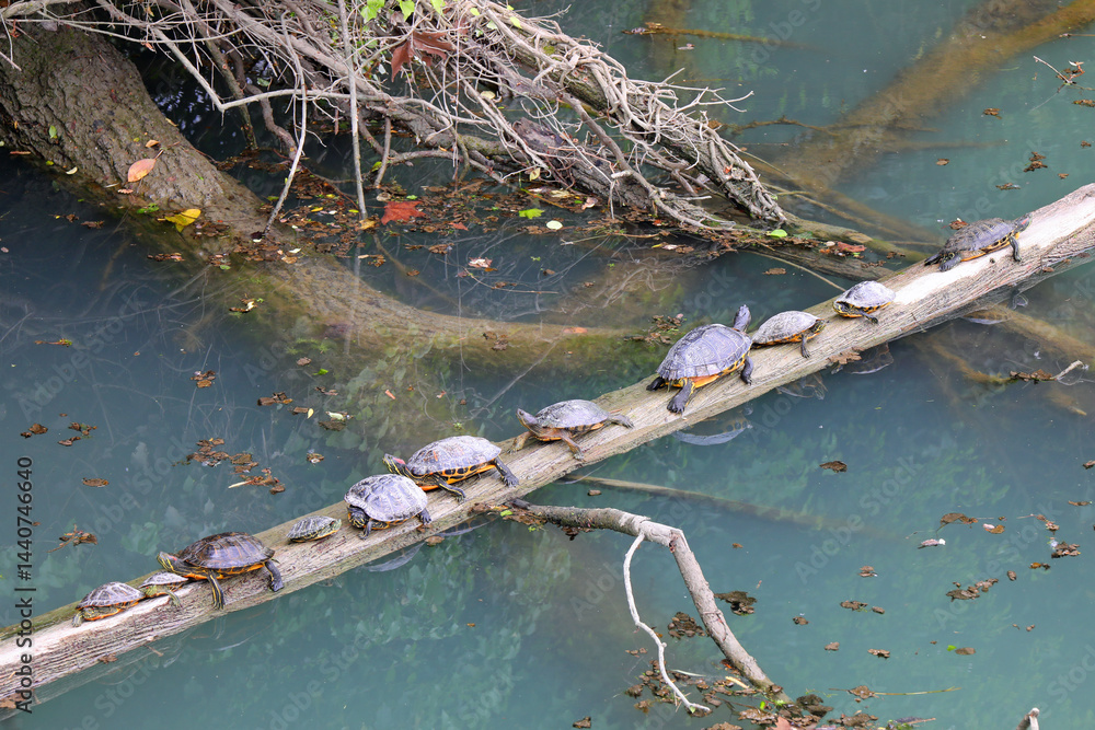 turtles of various sizes on top of a fallen tree floating on the pond water
