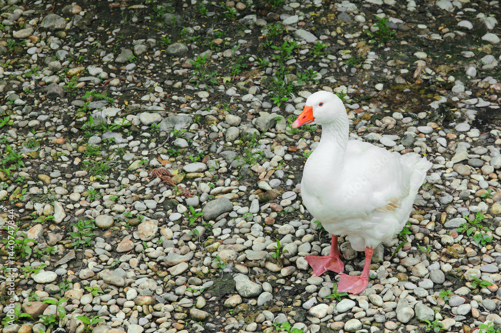 goose with white feathers and orange beak and webbed legs