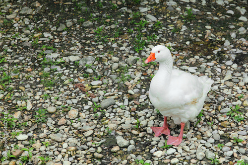 Obraz na płótnie goose with white feathers and orange beak and webbed legs w salonie