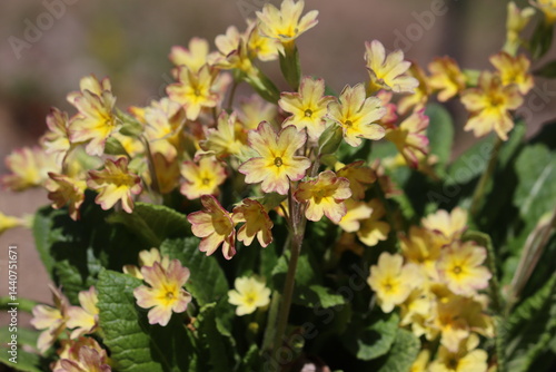 Garden variety primrose (Primula veris) with yellow flowers