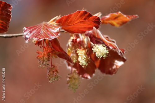 Branch of European beech (Fagus sylvatica) with burgundy leaves and flowers close-up in spring garden