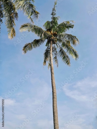 Wallpaper Mural A towering coconut tree stands against a bright blue sky Torontodigital.ca