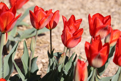 Red tulip flowers in spring garden
