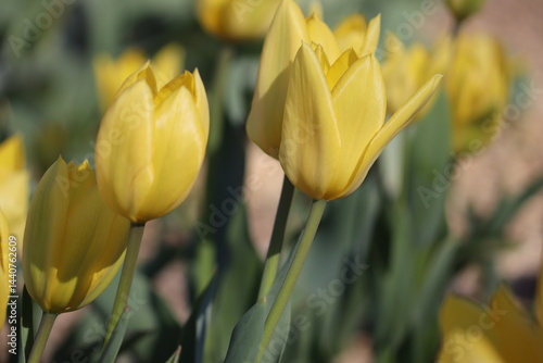 Yellow tulip flowers in spring garden
