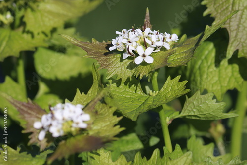 Flowering Garlic mustard (Alliaria petiolata) plant with white flowers and green leaves in spring garden