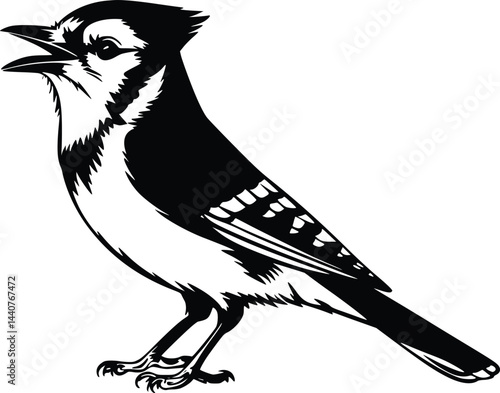 Bold Black And White Blue Jay Singing. Vector Illustration Isolated On White