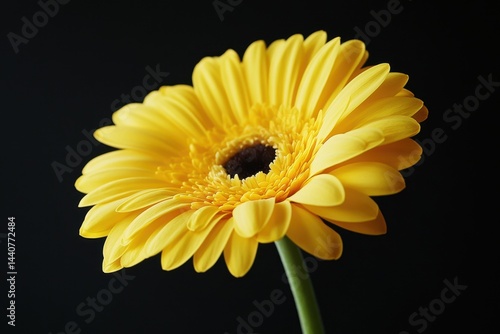Bright yellow gerbera daisy stands out against a dark background emphasizing the beauty of nature, Bright yellow gerbera daisy against black background
