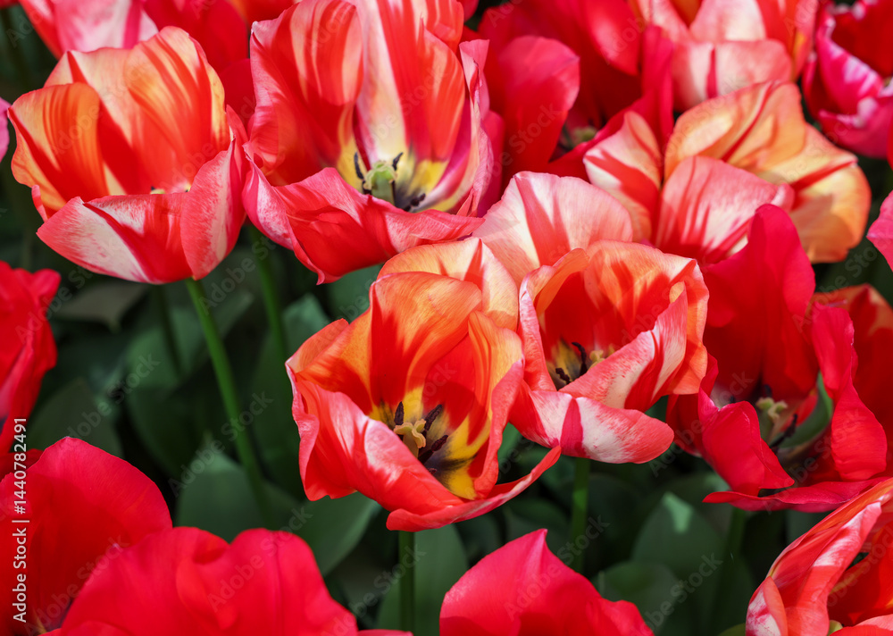 Red tulip called Spryng Break mix, Triumph group. Tulips are divided into groups that are defined by their flower features Red tulip called Spryng Break mix, Triumph group. Tulips are divided into groups that are defined by their flower features