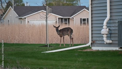 Three Deer in the Backyard