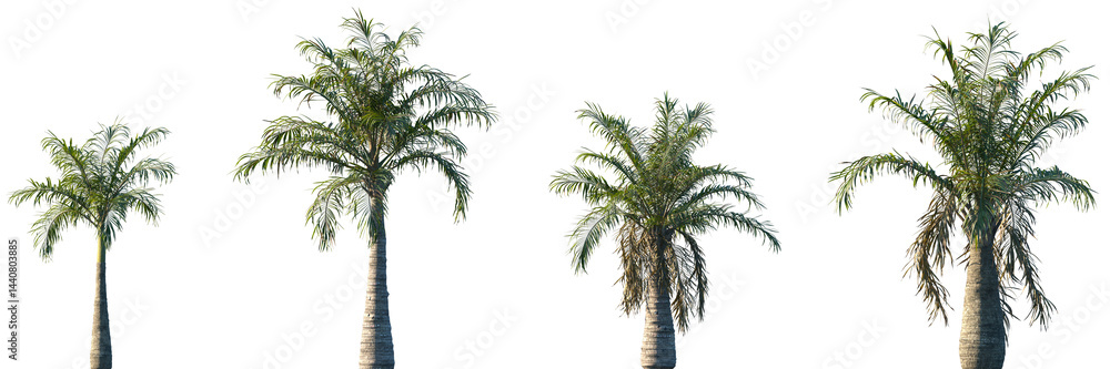 Obraz premium Set of Ravenea rivularis (the majestic palm, or majesty palm) frontal palms set isolated png on a transparent background perfectly cutout