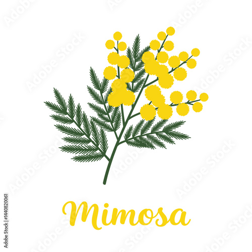 Mimosa's delicate Charm: The mimosa flower with vibrant yellow blooms and intricate, fern-like leaves graces the scene, its sunny hues bring a touch of spring.