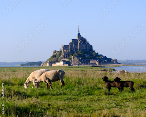 Pastoral Calm Beneath Mont Saint-Michel