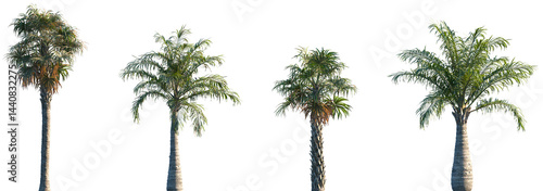 Obraz na płótnie Set of 2 Sabal palmetto and 2 Ravenea rivularis frontal palms set isolated png o