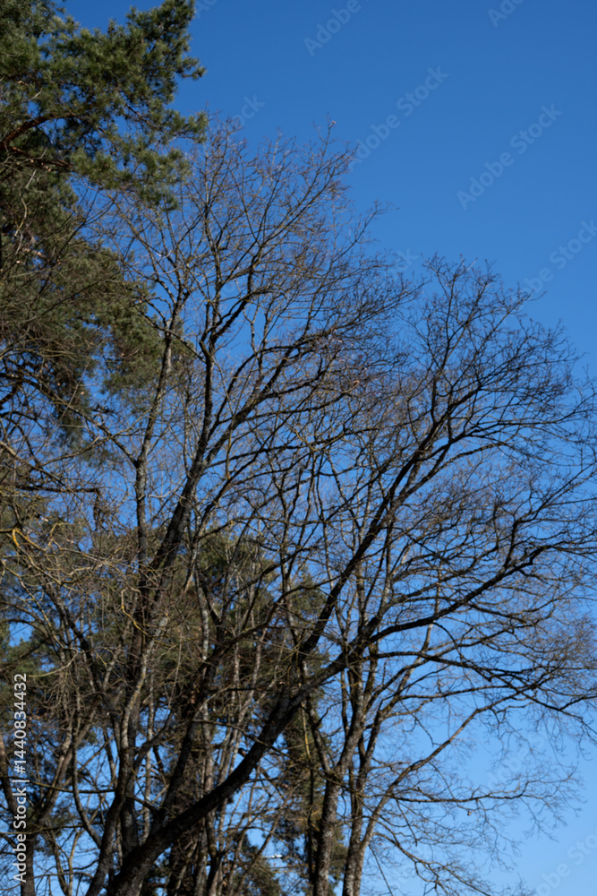 a serene winter scene with bare trees stretching against a vibrant blue sky, capturing the stark beauty and silent stillness of a cold yet calm day in nature. horizon, raw, uncluttered, refreshing a serene winter scene with bare trees stretching against a vibrant blue sky, capturing the stark beauty and silent stillness of a cold yet calm day in nature. horizon, raw, uncluttered, refreshing