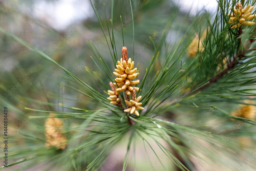 A close up of a pine tree with a yellow flower A close up of a pine tree with a yellow flower