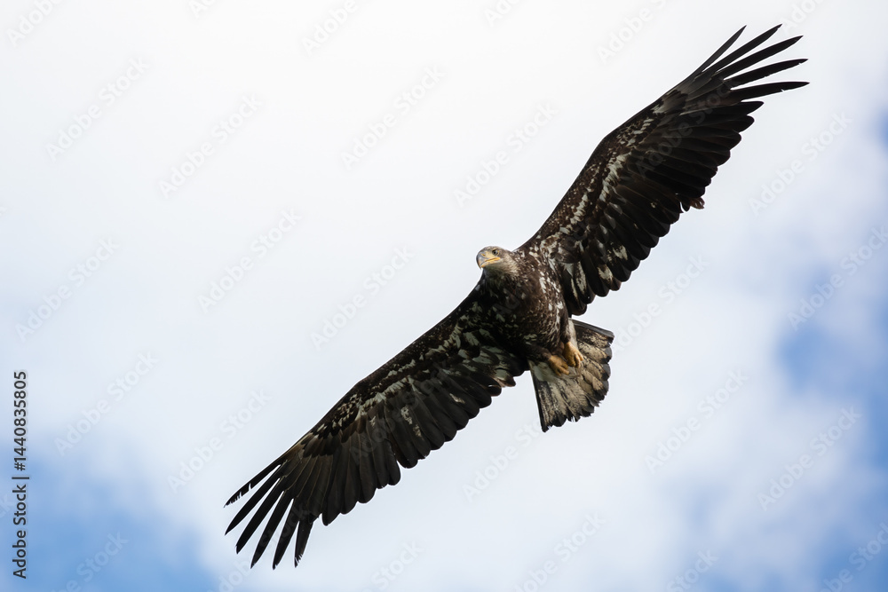 Naklejka premium Juvenile bald eagle against the sky