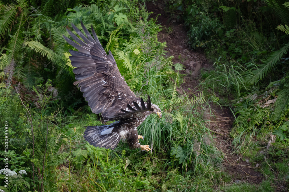 Fototapeta premium Young bald eagle coming in for a landing