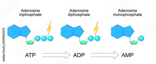 ATP molecule converts into ADP, and ADP converts into AMT. Hydrolysis