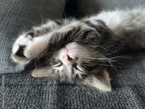Cute little cat lying on the bed - sleepy kitten 