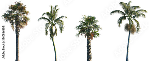 Photos Set of 2 Sabal palmetto and 2 Bentinckia nicobarica frontal palms set isolated p