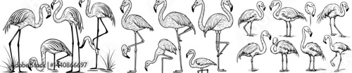 A compilation of refined flamingo outlines, highlighting diverse postures and aesthetics, perfect for designs with a tropical twist