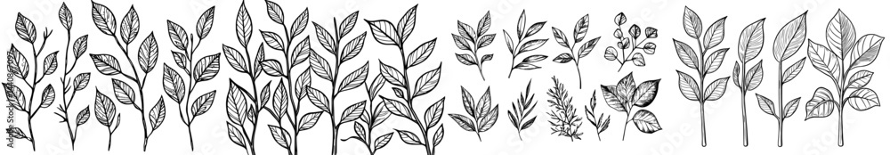 Fototapeta premium A set of dark outline leaves and plants, perfect for botanical designs and nature-inspired initiatives