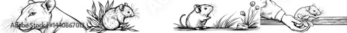 A basic outline of a rat is presented, highlighting its notable characteristics, including a lengthy tail, whiskers, and ears that come to a point