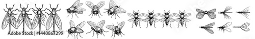 A compilation of six dark insect silhouettes, highlighting intricate wings and bodily structures