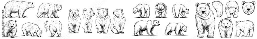 Fototapeta premium A compilation of bear outlines highlighting diverse species in assorted stances for utilization in graphic design or illustration