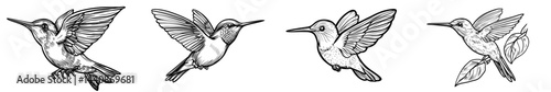 A hummingbird in flight is depicted in a sleek silhouette illustration, highlighting its intricate wings and elegant shape