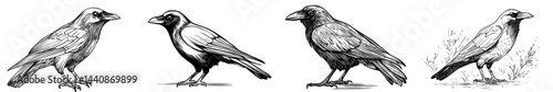 A simple outline of a raven symbolizing the natural world and wildlife, perfect for use in designs and illustrations