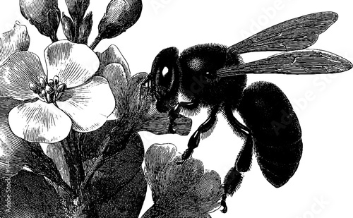 Detailed engraving of a bee pollinating a flower for botanical art and nature designs