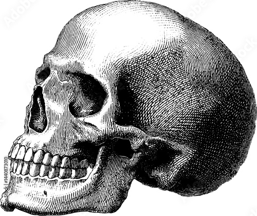 Intricate engraved human skull illustration in bold black design