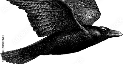 Engraved raven in flight illustration for artistic design