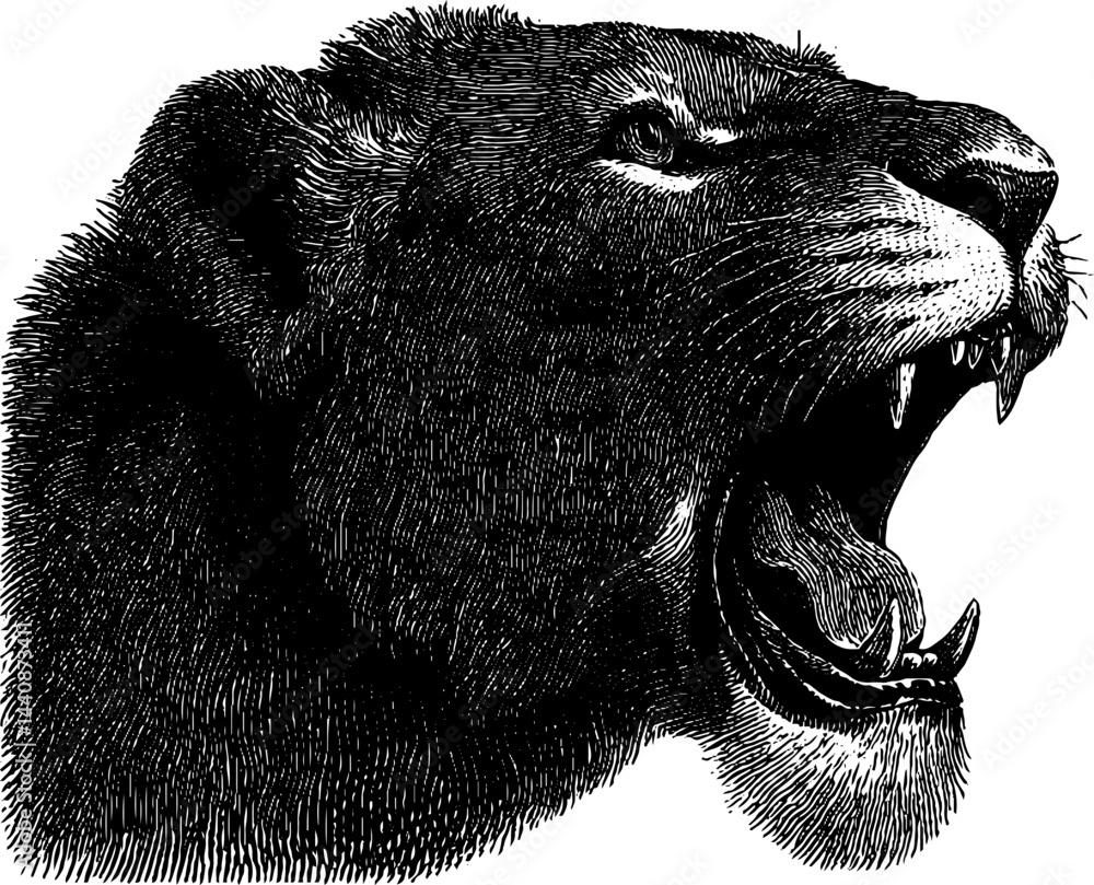 Fototapeta premium Roaring lion engraving detailed black and white wildlife art