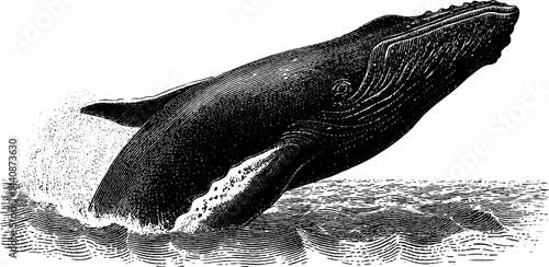 Engraved illustration of a breaching whale in black and white for artistic design