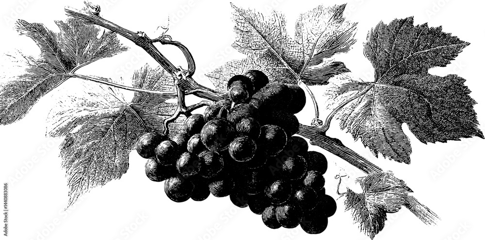 Fototapeta premium Detailed vintage engraving of grapes on a vine with leaves.