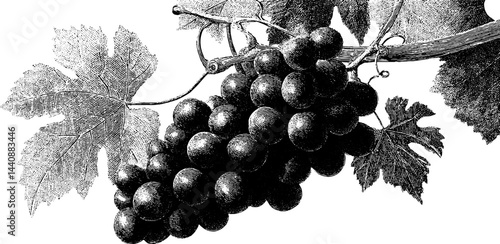 Black and white engraving of grape cluster on vine with detailed leaves.