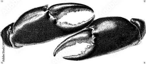 Detailed vintage engraving of two crab claws in black and white.