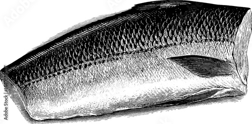 Detailed black and white salmon fillet engraving with scales and fin.