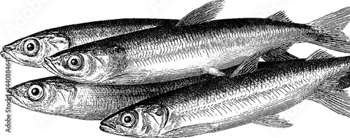 Detailed vintage illustration of four atlantic herring fish.