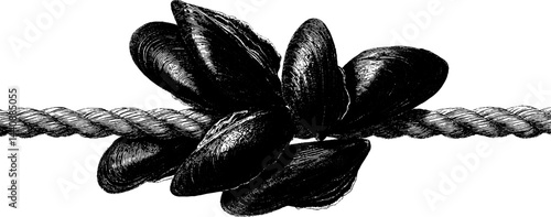 Vintage illustration of rope with cluster of mussel shells.