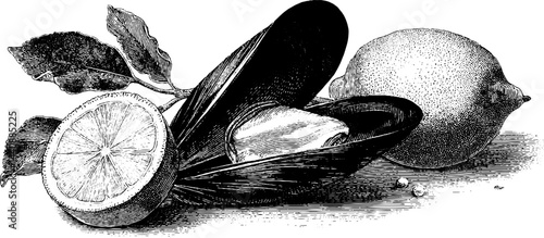 Vintage mussels and lemons illustration: detailed black and white engraving.