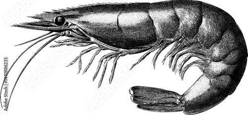 Detailed vintage engraving of a shrimp in black and white.