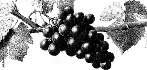 Vintage engraving of grapevine with detailed leaves and bunch of grapes.