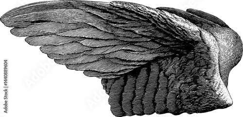 Vintage engraving of a detailed bird wing with intricate feather patterns.