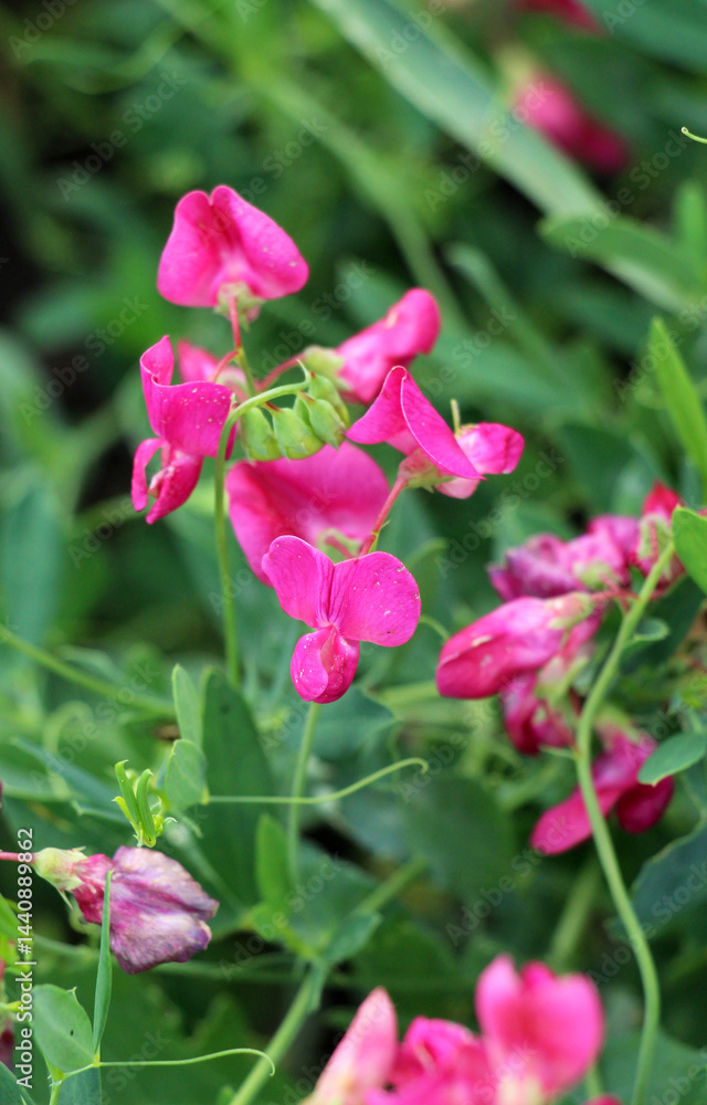 Lathyrus tuberosus grows in the field among the grasses in summer Lathyrus tuberosus grows in the field among the grasses in summer