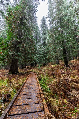 Western Red Cedar Trees (Thuja plicata) in the Hobo Cedar Grove Botanical Area, ID